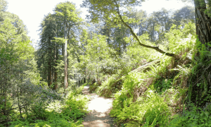 Lush Foliage Muir Woods 360VR 8K VR Video Lush Foliage Muir Woods 360VR 8K VR