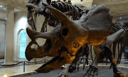 Walking Around a T.rex and Triceratops 2024, Flat 3D Walking Around a T.rex and Triceratops 2024, Flat 3D