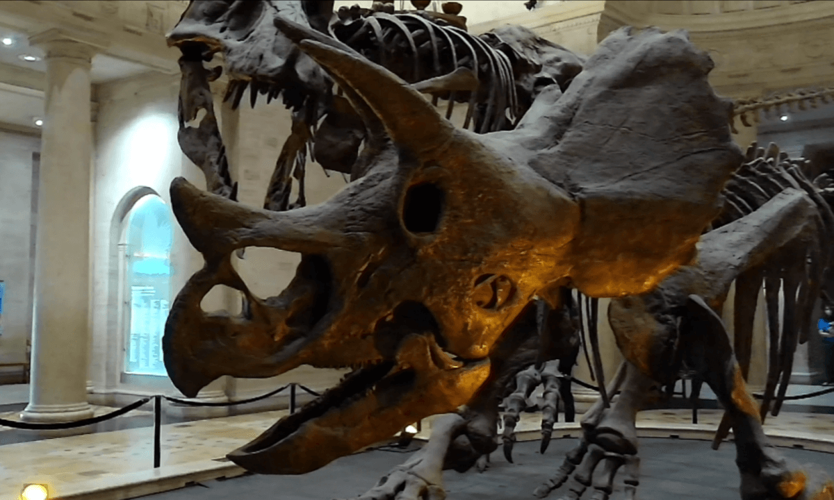 Walking Around a T.rex and Triceratops 2024, Flat 3D