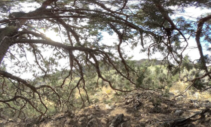 Nature ASMR Underneath a juniper tree VR Video Nature ASMR Underneath a juniper tree VR