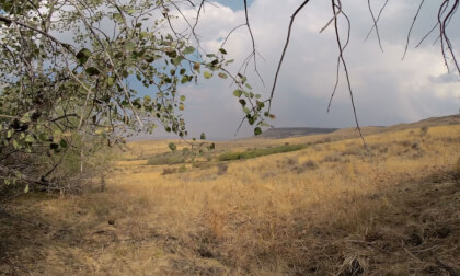 Nature ASMR Wind in the aspens and willows VR Video Nature ASMR Wind in the aspens and willows VR