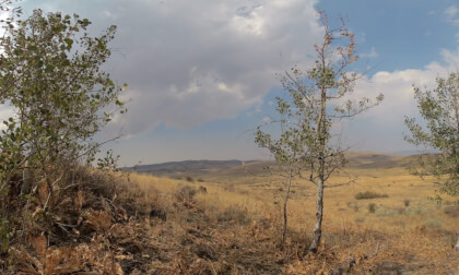 Nature ASMR Wind in the aspens and dry leaves VR Video Nature ASMR Wind in the aspens and dry leaves VR