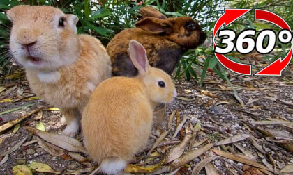 [360 Video] Rabbit family. Also add neighbors