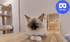 MNG Cat Cafe. 貓癮居. VR180 Virtual Experience VR Video MNG Cat Cafe. 貓癮居. VR180 Virtual Experience VR