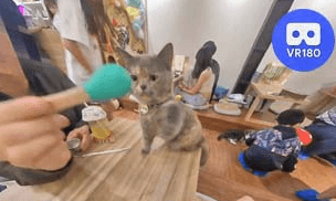 DuaiDuai @MNG Cat Cafe @貓癮居.VR180 Virtual Experience