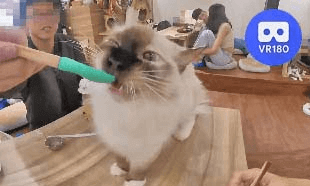 Cramel @MNG Cat Cafe @貓癮居.VR180 Virtual Experience Cramel @MNG Cat Cafe @貓癮居.VR180 Virtual Experience