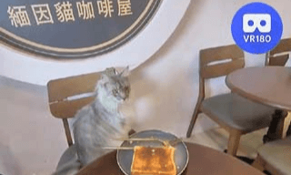 GillyGilly Maine Coons Cat Cafe @GillyGilly緬因貓咖啡廳. VR180 Virtual Experience