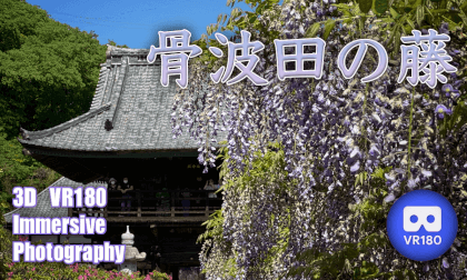 Kotsuhata no Fuji wisteria Kotsuhata no Fuji wisteria