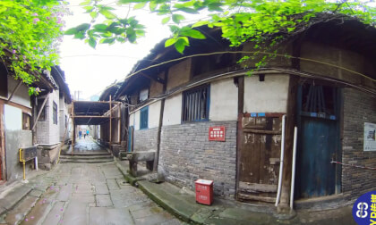 千年三角梅 VR Video 千年三角梅 VR