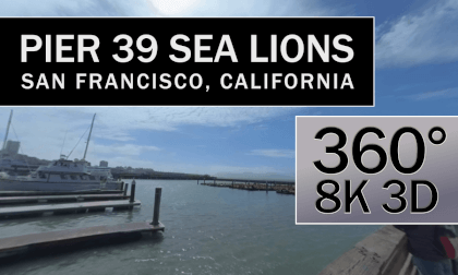 Pier 39 Sea Lions, San Francisco, CA Pier 39 Sea Lions, San Francisco, CA