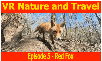 Episode 5 - Red Fox Episode 5 - Red Fox