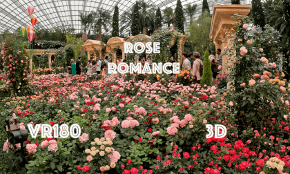 [VR180] Life in Singapore - Rose Romance 2024