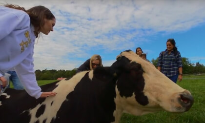 Animal Visit at Poplar Spring Animal Sanctuary 2022 3D 180 VR VR Video Animal Visit at Poplar Spring Animal Sanctuary 2022 3D 180 VR VR