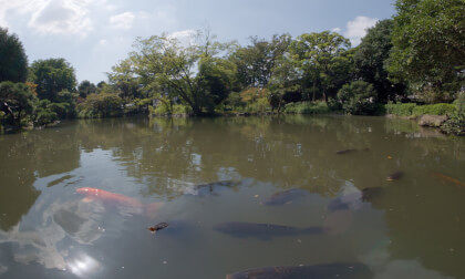 VR180 3D Carp in Arisugawa-no-miya Memorial Park VR Video VR180 3D Carp in Arisugawa-no-miya Memorial Park VR
