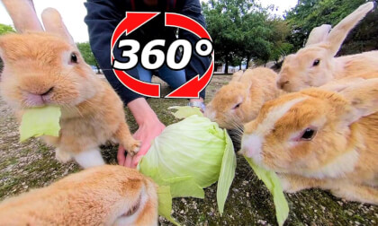 [360 Video] If you put a cabbage on Rabbit Island, it will be amazing.