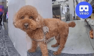 Dog @Lukang Old Street @鹿港老街. VR180 Virtual Experience Dog @Lukang Old Street @鹿港老街. VR180 Virtual Experience