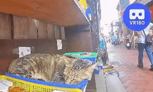 Sleeping Cat @Lukang Old Street @鹿港老街. VR180 Virtual Experience Sleeping Cat @Lukang Old Street @鹿港老街. VR180 Virtual Experience