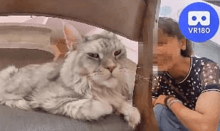 GillyGilly Maine Coons Cat Cafe @GillyGilly緬因貓咖啡廳.Pt4. VR180 Virtual Experience VR Video GillyGilly Maine Coons Cat Cafe @GillyGilly緬因貓咖啡廳.Pt4. VR180 Virtual Experience VR