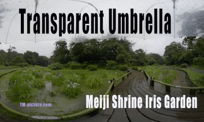 Rain under an umbrella: Iris flowers in the Imperial Palace 360VR 12K Rain under an umbrella: Iris flowers in the Imperial Palace 360VR 12K