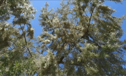 Plant Floof, a Butterfly, and a Bird, Flat 3D VR Video Plant Floof, a Butterfly, and a Bird, Flat 3D VR