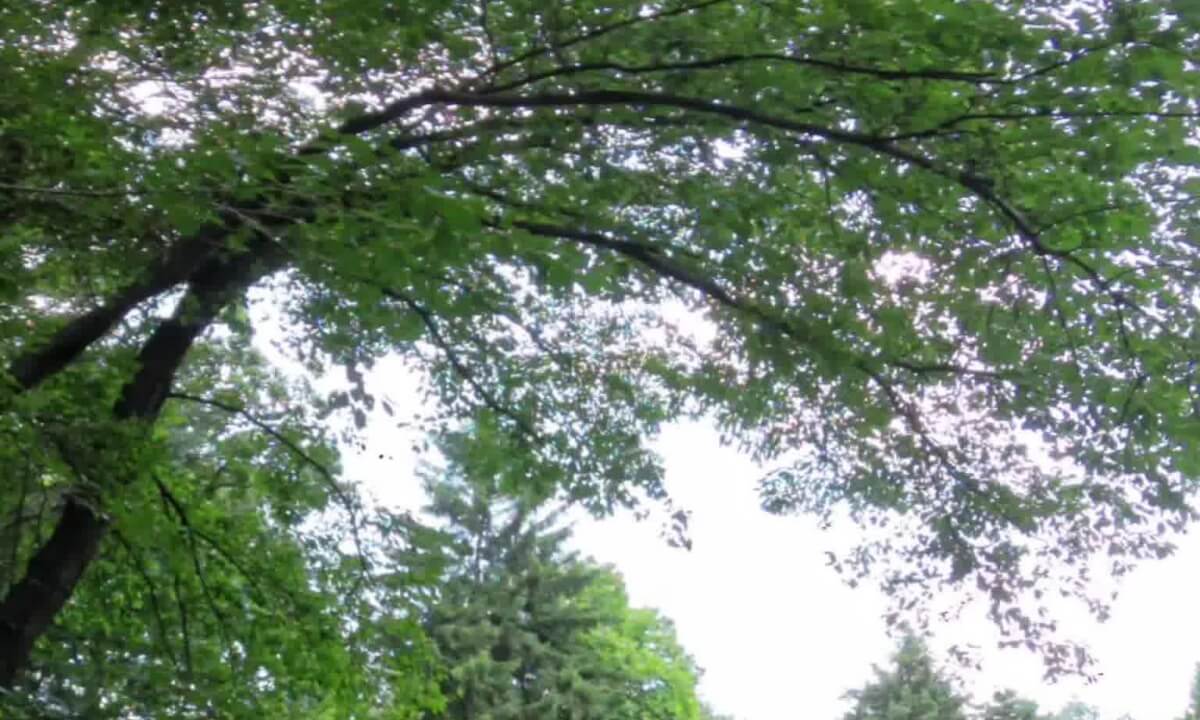 Nature Healing Video 3D 8K 360 VR