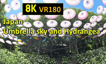 Japan Umbrella sky and Hydrangea VR Video Japan Umbrella sky and Hydrangea VR