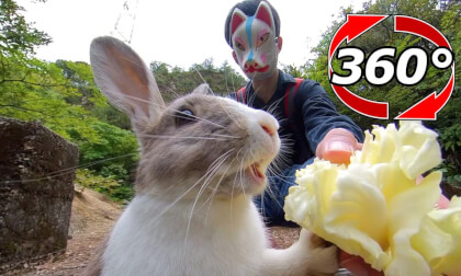 [360 Video] It is just a 360 video of the rabbit continuing to eat cabbage