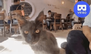 GillyGilly Maine Coons Cat Cafe @GillyGilly緬因貓咖啡廳.Pt1. VR180 Virtual Experience