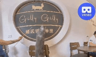 GillyGilly Maine Coons Cat Cafe @GillyGilly緬因貓咖啡廳.Pt3. VR180 Virtual Experience
