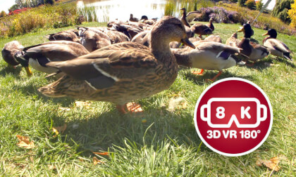 Short visit with the ducks VR Video Short visit with the ducks VR