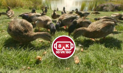 10 Minutes of Ducks Being Ducks