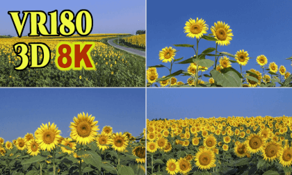 Osaki Sunflower Hill shot on SONY HDR-TD10,old 3D video camera VR Video Osaki Sunflower Hill shot on SONY HDR-TD10,old 3D video camera VR