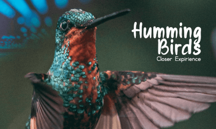 HummingBirds | 3D180 HummingBirds | 3D180