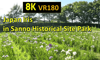 Japan Iris in Sanno Historical Site Park VR Video Japan Iris in Sanno Historical Site Park VR