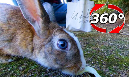[360 Video] Color contact rabbit!? Play with rabbits with unusual eye colors.