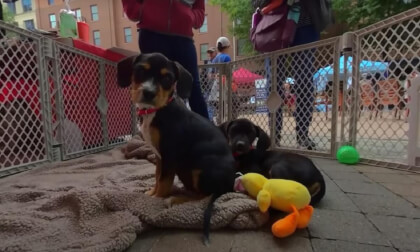 The Adoptable Dogs of Beltway Barks 10 2022 3D 180 VR The Adoptable Dogs of Beltway Barks 10 2022 3D 180 VR
