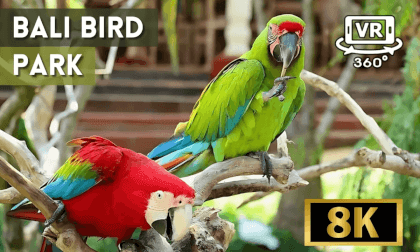 Bali Bird Park, Indonesia VR Video Bali Bird Park, Indonesia VR