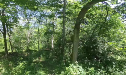 Paradise Spings WI Alt Trail VID_20240624_122039_00_002 VR Video Paradise Spings WI Alt Trail VID_20240624_122039_00_002 VR