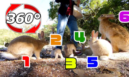 [360 Video] Large family? There were many rabbits with similar coat colors.
