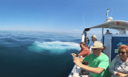 SEATRIPS PORTUGAL ALGARVE DAUPHINS / 2 JUILLET 24 VR Video SEATRIPS PORTUGAL ALGARVE DAUPHINS / 2 JUILLET 24 VR