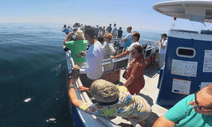 SEATRIPS PORTUGAL ALGARVE 4 DAUPHINS / 2 JUILLET 24 VR Video SEATRIPS PORTUGAL ALGARVE 4 DAUPHINS / 2 JUILLET 24 VR