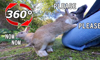 [360 Video] Rabbits who want cabbage are gathered!