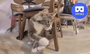 GillyGilly Maine Coons Cat Cafe @GillyGilly緬因貓咖啡廳.Pt2. VR180 Virtual Experience VR Video GillyGilly Maine Coons Cat Cafe @GillyGilly緬因貓咖啡廳.Pt2. VR180 Virtual Experience VR
