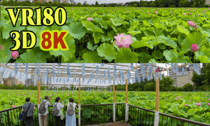Lotus flowers at Shinobazu Pond in Ueno Park,Tokyo,Japan VR Video Lotus flowers at Shinobazu Pond in Ueno Park,Tokyo,Japan VR