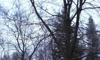 Dad and Deer 2003 3D pics slideshow VR Video Dad and Deer 2003 3D pics slideshow VR