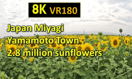 Japan Miyagi Yamamoto Town 2.8 million sunflowers VR Video Japan Miyagi Yamamoto Town 2.8 million sunflowers VR