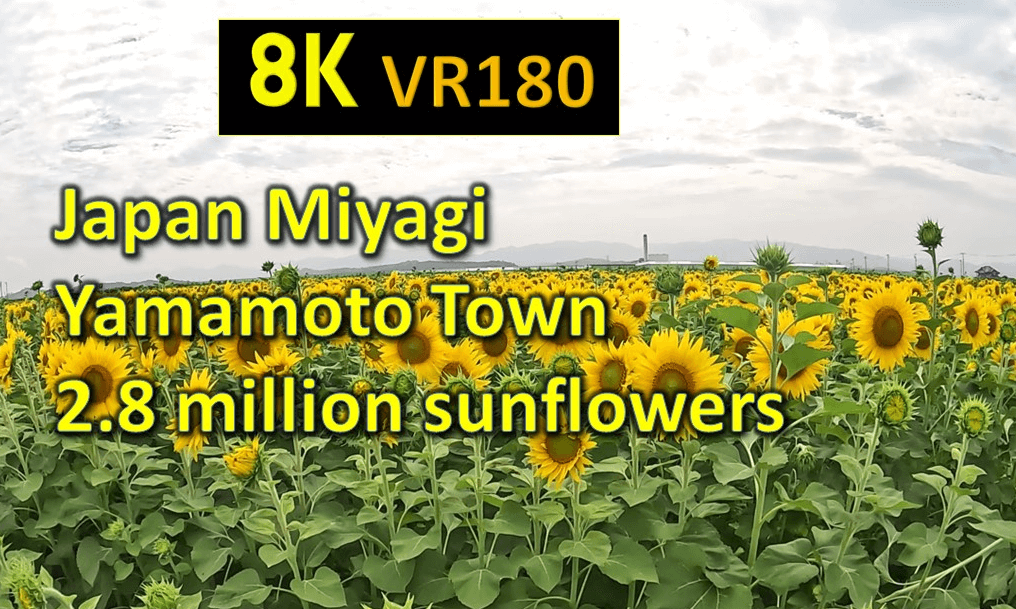 Japan Miyagi Yamamoto Town 2.8 million sunflowers