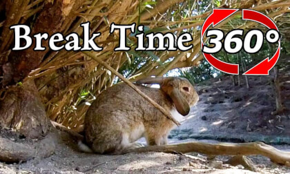 [360 Video] A rabbit relaxing during lunch break.