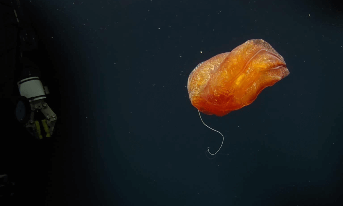 3D VR180 Deep Sea Jellyfish "Aulococtena"