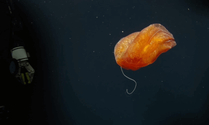 3D VR180 Deep Sea Jellyfish "Aulococtena" VR Video 3D VR180 Deep Sea Jellyfish "Aulococtena" VR